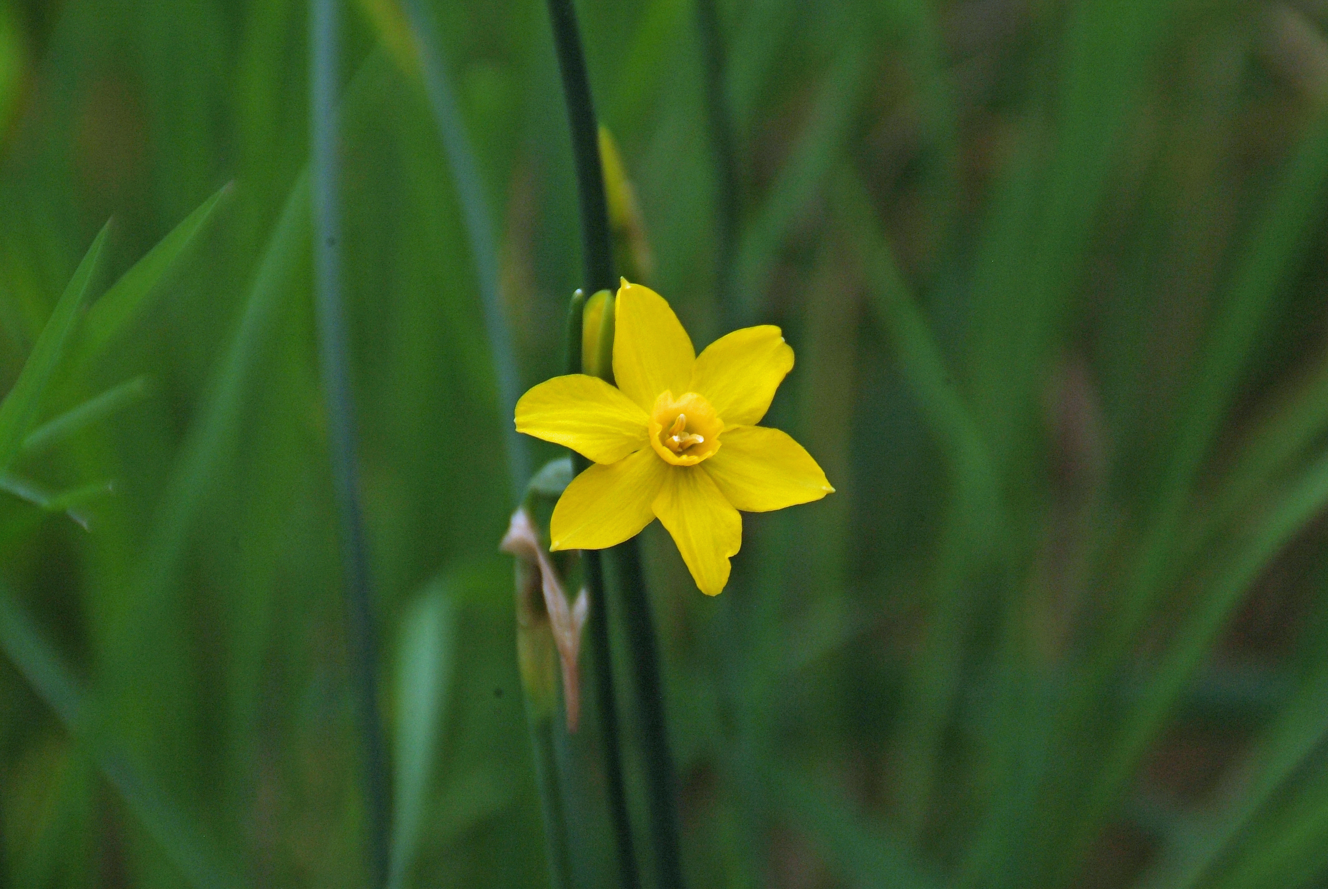 Narcissus 'Simplex'Jonquille bestellen